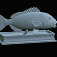 Dentex-mouth-statue-54.png fish Common dentex / dentex dentex open mouth statue detailed texture for 3d printing