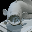 White-grouper-open-mouth-1-53.png fish white grouper / Epinephelus aeneus trophy statue detailed texture for 3d printing