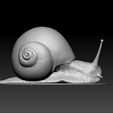 ZBru54545cument.jpg Snail