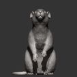 rat7.jpg Rat on hind legs 3D print model