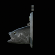 White-grouper-head-trophy-16.png fish head trophy white grouper / Epinephelus aeneus open mouth statue detailed texture for 3d printing