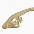 11.jpg Parasaurolophus Skull