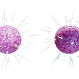 Ovum_Render_3.png Human Fertilization of Sperm and Egg cell (Ovum)