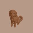 Lowchen_0001.jpg Lowchen Dog in Sitting Pose