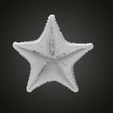 starfish-gold-3d-model-664a67d581.jpg Starfish gold