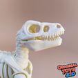 7.jpg Velociraptor Skeleton Articulated/Flexi