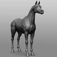 8.jpg Horse Breeds Collection