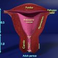 uterus-stages-cut-section-animated-labelled-3d-model-f1d7a19e4a.jpg uterus stages cut section animated labelled 3D model
