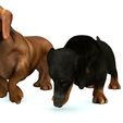 07.jpg DOG - DOWNLOAD Dachshund 3d model - Dog animated for blender-fbx-unity-maya-unreal-c4d-3ds max - 3D printing Dachshund DOG SAUSAGE - SAUSAGE PET CANINE WOLF