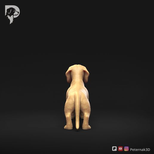 Dachshund-Miniature-Smooth-Haired-Pose-01-Dog-3D-Print-5s.jpeg Dachshund Miniature Smooth Haired Pose 01