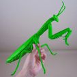 mantis religiosa.jpg Archivo STL Mantis religiosa・Modelo de impresora 3D para descargar