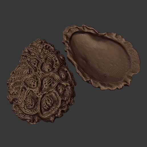 Oyster-Shell-Vol.-9-image-5.png Oyster Shell Vol. 9 High-Detail 3D Printable Model (STL, 3MF)