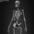 Female-Human-Skeleton-3D-Model-sculpted-by-Yacine-BRINIS-021.jpg Highly Detailed Human Skeleton (Female)