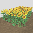 sunflower-15.png Plantação de girassol