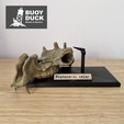 Protoceras-Cover-3.png Protoceras celer Skull