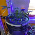 may-clones.jpg Aeroponics Sprayer for Clones 5 Gallon Bucket