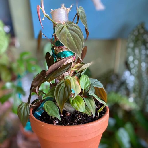 received_597118454637283.jpeg Moss Pole