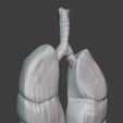 blender_front.jpg Realistic looking lungs