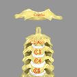 5.jpg 肋骨和脊椎标注文字细节