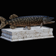 northern-pike-statue-box-1-2-1-8.png fish NORTHERN PIKE (ESOX LUCIUS) open mouth with storage space / for 3d printing