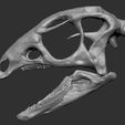 Dryosaurus skull img2.jpg Dryosaurus Altus  - Dinosaur Skull