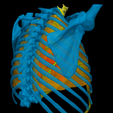 4.png 3D Model of Heart in Thorax