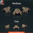 MediumTiny.jpg Giant Spiders