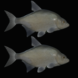 Bream-fish-10.png fish Common bream / Abramis brama solo model detailed texture for 3d printing