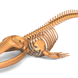 Image0001.png Fin Whale Skeleton – Realistic Marine Anatomy 3D Model