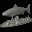 salmo-salar-1-16.png Atlantic salmon / salmo salar / losos obecný fish underwater statue detailed texture for 3d printing