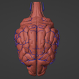 1.png 3D Model of Canine Brain with Arteries