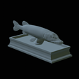 Pike-statue-32.png fish Northern pike / Esox lucius statue detailed texture for 3d printing