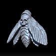 a2a2a2.jpg Death's Head Hawk Moth wings closed