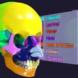 03.jpg Skull bones colored separable labelled