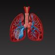 lungs7.jpg pulmões