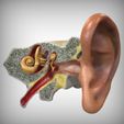 Alternate_View.jpg Ear Anatomy parts