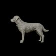 17.jpg Labrador Retriever model 3D print model