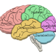 brain-puzzle.png Brain anatomy educational puzzle for kids
