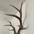 66cb288f-84a3-47e2-98ff-12224763c28e.jpeg Elk Shed Antler Wall Mounts - Left, Right, Corded