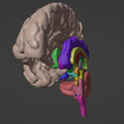 6.png 3D Brain Hemisphere and Brain Stem