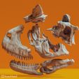 carnotaurus14.jpg Carnotaurus sastrei kafatası rekonstrüksiyonu