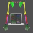 upper-limbs-with-girdle-color-coded-3d-model.jpg upper Limbs with girdle color coded 3D model