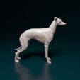 levr002.jpg Italian Greyhound dog