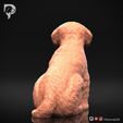 Bichon-Frise-Pose-05-Dog-3D-Print-5s.jpeg Bichon Frise Dog 3D Print Model Pose 05