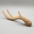 20220624_113526.jpg Large Wavy Antlers | Kiki