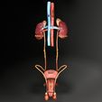 ps2-1.jpg Genito-urinary tract male 3D model 3D model