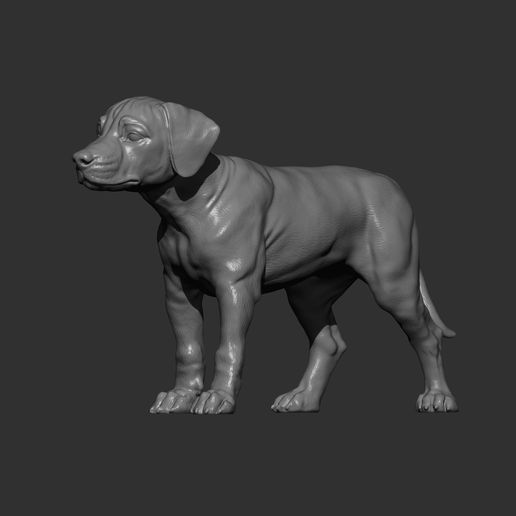 puppy-rhodesian-ridgeback-standing9.jpg puppy rhodesian ridgeback standing 3D print model