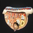 4.jpg 3D Relief Model of the Ovary