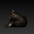 2026-03-24-13-34-34.jpg Gato obeso ou rechonchudo