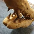 $_88.JPG Mosasaurus Skull 3D Print